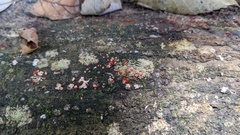 Nectriaceae