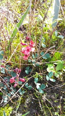 Indigofera procumbens