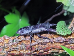 Serrognathus titanus platymelus