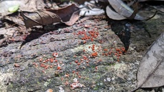Nectriaceae