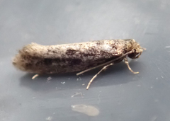 Amydria effrenatella