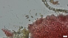 Nectriaceae