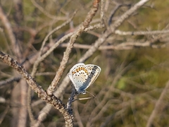 Plebejus