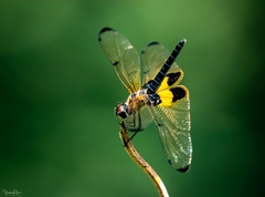 Rhyothemis phyllis