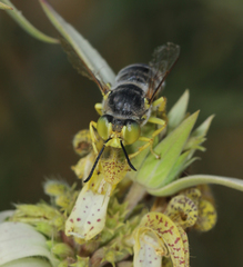 Bembix americana spinolae