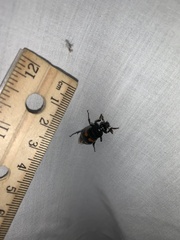 Nicrophorus orbicollis