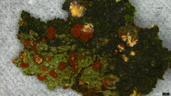 Nectriaceae