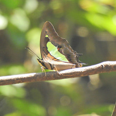 Polyura bharata