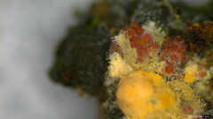 Nectriaceae