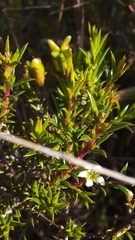 Diosma