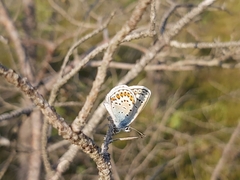 Plebejus