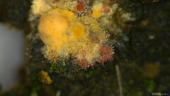 Nectriaceae