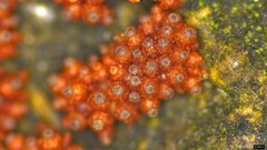 Nectriaceae