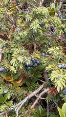 Juniperus communis saxatilis