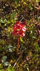 Indigofera procumbens