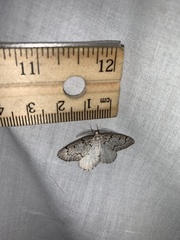 Nepytia pellucidaria