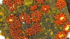 Nectriaceae