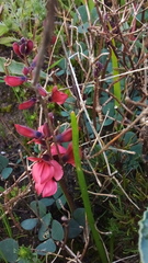Indigofera procumbens