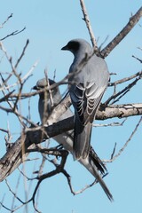 Coracina novaehollandiae