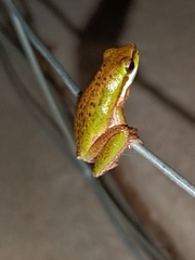 Litoria fallax