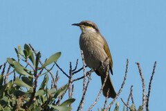 Gavicalis virescens