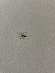 Steatoda grossa