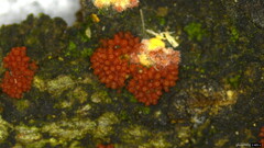 Nectriaceae