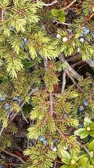 Juniperus communis saxatilis