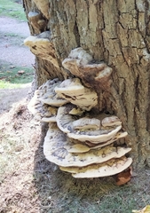 Pseudoinonotus dryadeus