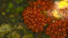 Nectriaceae