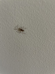 Steatoda grossa