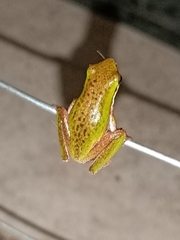 Litoria fallax