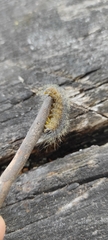 Acronicta leporina