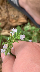 Clinopodium nepeta