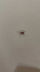 Steatoda grossa