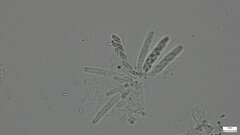 Nectriaceae