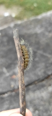 Acronicta leporina