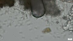 Nectriaceae