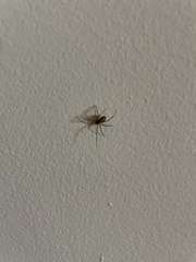 Steatoda grossa