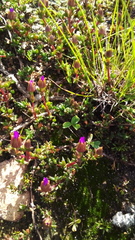 Lampranthus