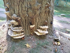 Pseudoinonotus dryadeus