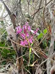 Epidendrum arachnoglossum
