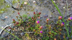 Lampranthus