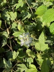 Passiflora foetida