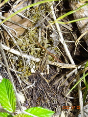 Gomphocerippus rufus