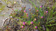 Lampranthus