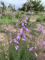 Penstemon campanulatus