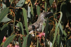 Anthochaera chrysoptera