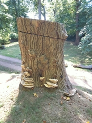 Pseudoinonotus dryadeus