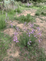 Penstemon campanulatus